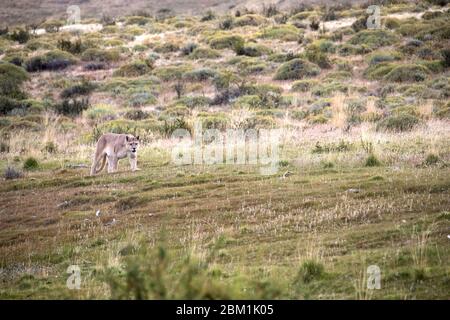 Alleinstehende Erwachsene weibliche puma in hellem Sonnenlicht durch das Gras zu Fuß. Auch bekannt als Cougar oder Berglöwe. Stockfoto