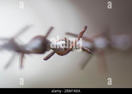 Weicher Fokus auf rostigen Stacheldraht Stockfoto