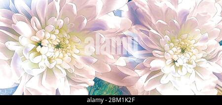 Blühende Chrysanthemen in abstraktem Nahaufnahme-Stil. Stockfoto