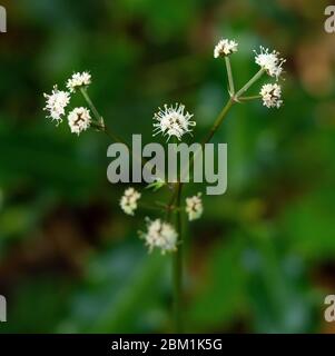 Dainty Dolden von Sanicle Sanicula europaea wächst in Buchenwald in Somerset UK Stockfoto