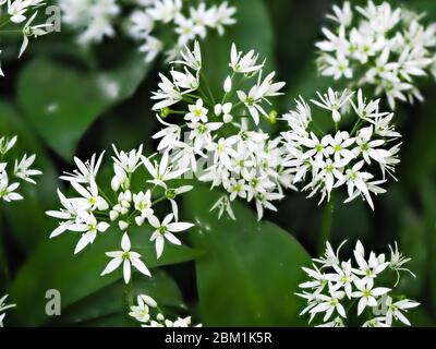 Bärlauch oder Ramsoms Allium ursinum wächst im Mai in einem Somerset Wald Stockfoto