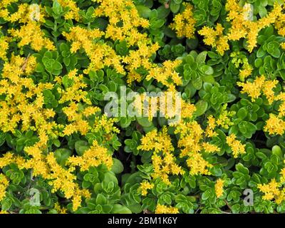 Gelbe Bodenblüten, die Sedum palmeri oder Palmers Steinkrope bedecken und an der schattigen Grenze eines Gartens in Somerset UK wachsen Stockfoto