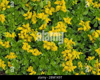 Gelbe Bodenblüten, die Sedum palmeri oder Palmers Steinkrope bedecken und an der schattigen Grenze eines Gartens in Somerset UK wachsen Stockfoto