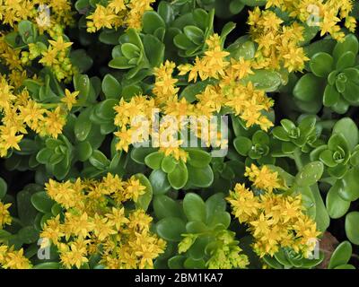 Gelbe Bodenblüten, die Sedum palmeri oder Palmers Steinkrope bedecken und an der schattigen Grenze eines Gartens in Somerset UK wachsen Stockfoto