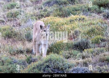 Single juvenile puma zu Fuß durch das Gras. Auch bekannt als Cougar oder Berglöwe. Stockfoto