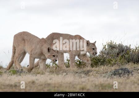 Zwei junge Pumas aus derselben Familie auf einem Hügel. Auch bekannt als Cougars oder Mountain Lions Stockfoto