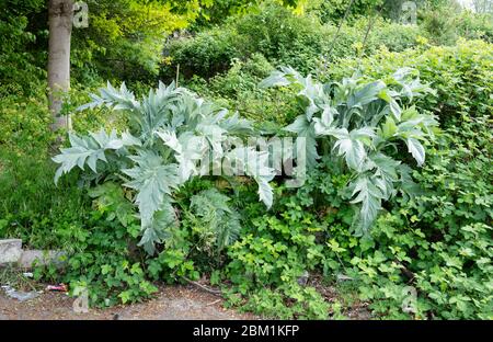 Silbrige Blätter von Cardoon Cynara cardunculus oder Globe Artichoke wachsen unter Brambles auf dem Abgrund in Bristol UK Stockfoto