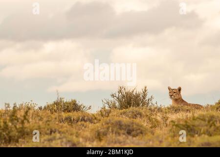 Alleinstehende Erwachsene Hündin puma sitzt auf dem Gras warten auf die Jagd zu beginnen. Auch bekannt als Cougar oder Berglöwe. Stockfoto