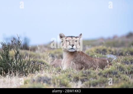 Alleinstehende Erwachsene Hündin puma sitzt auf dem Gras warten auf die Jagd zu beginnen. Auch bekannt als Cougar oder Berglöwe. Stockfoto