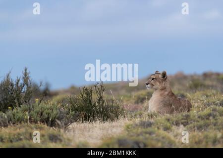 Alleinstehende Erwachsene Hündin puma sitzt auf dem Gras warten auf die Jagd zu beginnen. Auch bekannt als Cougar oder Berglöwe. Stockfoto