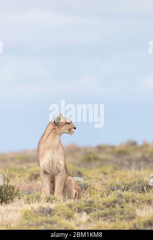 Alleinstehende Erwachsene Hündin puma sitzt auf dem Gras warten auf die Jagd zu beginnen. Auch bekannt als Cougar oder Berglöwe. Stockfoto