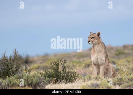 Alleinstehende Erwachsene Hündin puma sitzt auf dem Gras warten auf die Jagd zu beginnen. Auch bekannt als Cougar oder Berglöwe. Stockfoto
