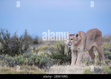 Alleinstehende Erwachsene Hündin puma steht im Gras warten auf die Jagd zu beginnen. Auch bekannt als Cougar oder Berglöwe. Stockfoto