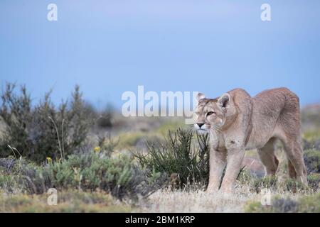 Alleinstehende Erwachsene Hündin puma steht im Gras warten auf die Jagd zu beginnen. Auch bekannt als Cougar oder Berglöwe. Stockfoto