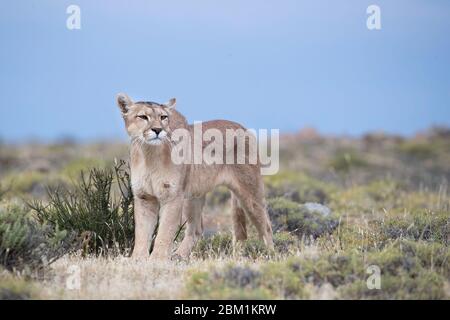 Alleinstehende Erwachsene Hündin puma steht im Gras warten auf die Jagd zu beginnen. Auch bekannt als Cougar oder Berglöwe. Stockfoto