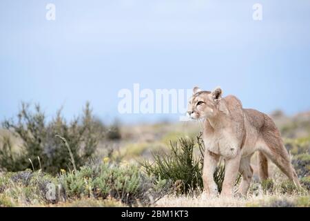 Alleinstehende Erwachsene Hündin puma steht im Gras warten auf die Jagd zu beginnen. Auch bekannt als Cougar oder Berglöwe. Stockfoto