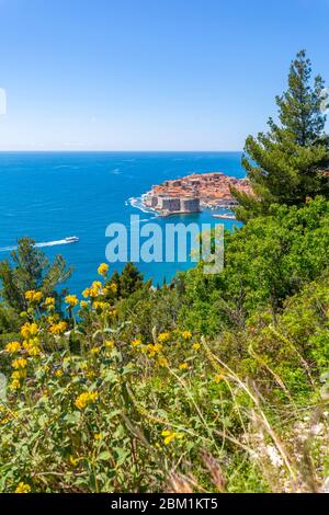 Erhöhte Ansicht von Dubrovnik Altstadt und Adria, Dubrovnik, Dalmatien, Kroatien, Europa Stockfoto