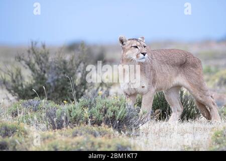 Alleinstehende Erwachsene Hündin puma steht im Gras warten auf die Jagd zu beginnen. Auch bekannt als Cougar oder Berglöwe. Stockfoto
