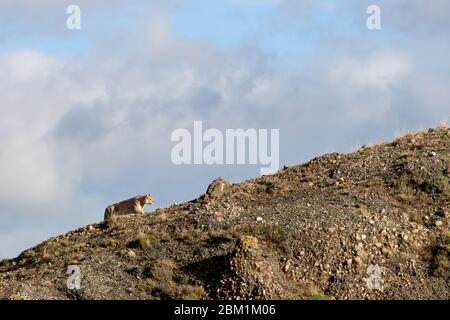 Einsame Erwachsene Hündin Puma silhouetted gegen den Himmel, auf einem Hügel Seite zu Fuß. Auch Cougar oder Berglöwe genannt. Stockfoto