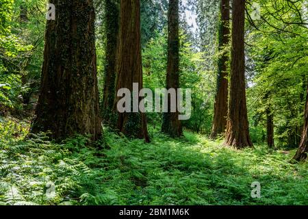 Grove of Giant Redwood or Sequoia Trees Sequoiadendron giganteum gepflanzt in englischen Wald bei Ashton Plantation in Somerset UK Stockfoto