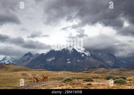 Mehrere Pumas aus derselben Familie sitzen auf dem Hügel vor den drei Türmen der Torres del Paine Bergkette. Stockfoto