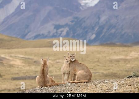 Mehrere Pumas aus derselben Familie sitzen auf dem Hügel vor den drei Türmen der Torres del Paine Bergkette. Stockfoto