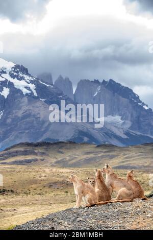 Mehrere Pumas aus derselben Familie sitzen auf dem Hügel vor den drei Türmen der Torres del Paine Bergkette. Stockfoto