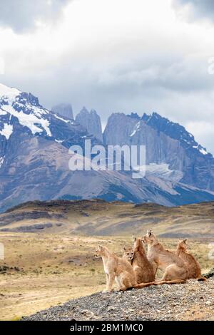 Mehrere Pumas aus derselben Familie sitzen auf dem Hügel vor den drei Türmen der Torres del Paine Bergkette. Stockfoto