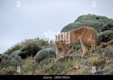 Single Puma steht auf einer Hügelseite, auch bekannt als Cougar oder Mountain Lion Stockfoto