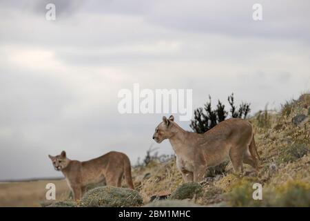 Zwei junge Pumas stehen auf einer Anhöhe, auch bekannt als Cougar oder Mountain Lion Stockfoto