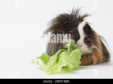 Shaggy Meerschweinchen Rasse Sheba isst einen grünen Salat auf einem weißen Hintergrund Vorderansicht. Haustiere, Essen, Pflege. Stockfoto