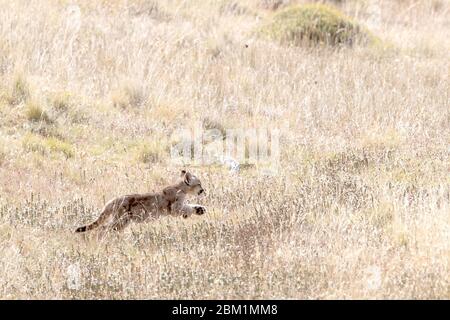 Ein einziges junges puma-Jungtier läuft alleine durch das Gras auf einem Hügel. Auch Cougar oder Berglöwe genannt. Stockfoto