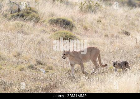 Puma Mutter und junge Jungen gehen durch kurzes Gras auf einer Hügelseite. Auch Cougar oder Berglöwe genannt. Stockfoto