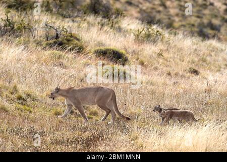 Puma Mutter und junge Jungen gehen durch kurzes Gras auf einer Hügelseite. Auch Cougar oder Berglöwe genannt. Stockfoto