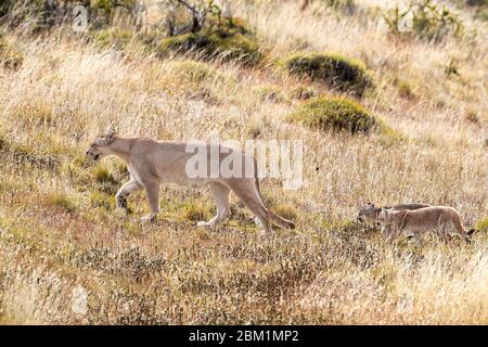 Puma Mutter und junge Jungen gehen durch kurzes Gras auf einer Hügelseite. Auch Cougar oder Berglöwe genannt. Stockfoto