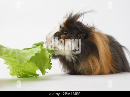 Shaggy Meerschweinchen Rasse Sheba isst einen grünen Salat auf einem weißen Hintergrund Seitenansicht. Haustiere, Essen, Pflege. Stockfoto