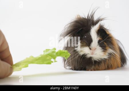 Shaggy Meerschweinchen Rasse Sheba isst einen grünen Salat auf einem weißen Hintergrund Vorderansicht. Haustiere, Essen, Pflege. Stockfoto