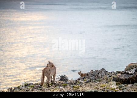 Erwachsene weibliche puma, auch bekannt als Cougar oder Berglöwe, auf Bedrohungen und Beute zu achten. Stockfoto