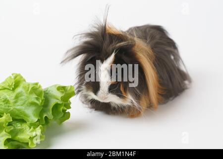 Shaggy Meerschweinchen Rasse Sheba isst einen grünen Salat auf einem weißen Hintergrund Vorderansicht. Haustiere, Essen, Pflege. Stockfoto