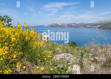 Blick auf die Ägäis in Richtung Dubrovnik von Cavtat an einem sonnigen Frühlingstag, Dunave, Kroatien, Europa Stockfoto