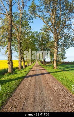 Baum-Allee durch ländliche Landschaften Stockfoto