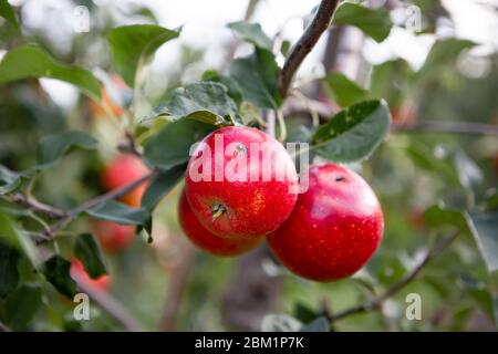 Äpfel, die auf einem Ast an einem Apfelbaum wachsen. Äpfel haben Schäden durch Insekten. Stockfoto