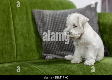 Kleiner weißer Zwergschnauzer-Welpe auf grüner Couch. Der Hund schaut zur Kamera links. Stockfoto