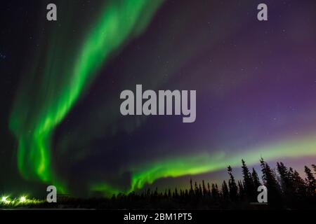 Grün blinkt in Sternenhimmel, am unteren Rand des Rahmens schwarze Bäume. Stockfoto