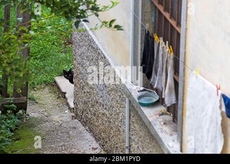 Süße Katze in einem Bauernhof, schwarz-weiß Farbe Stockfoto
