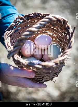 Eier in einem Korb auf dem Bauernhof gesammelt. Der Bauer hält den Korb. Stockfoto