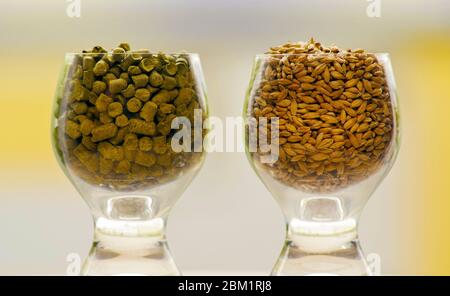 Malz und Hopfen als wesentliche Zutaten für das Brauen eines Glases Bier Stockfoto