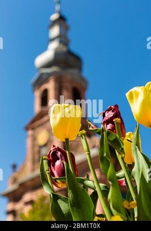 Alte und junge Tulpen im Blumenbeet. Blumen auf dem Hintergrund des Kirchturms. Kirche in Alzenau, Deutschland. Eine Stadt in Bayern. Stockfoto