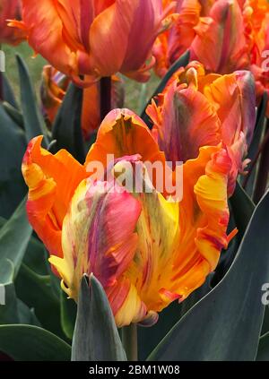 Tulipa Irene Papagei Stockfoto