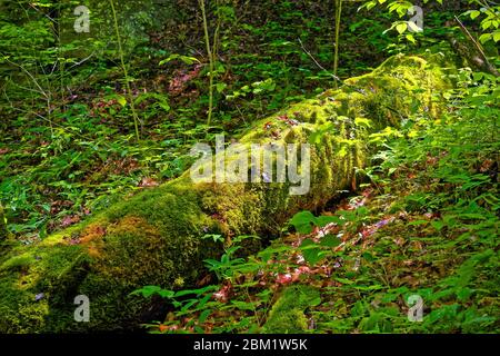 Waldszene, Moos bedeckter gefallener Baumstamm, grüne Vegetation, gedecktes Sonnenlicht, Schatten, Natur, Natural Bridge State Resort Park; Kentucky; USA; Slade Stockfoto